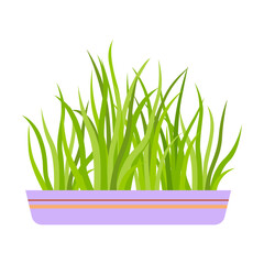 Houseplant flat vector illustration. Drawing of plant in pot for office or home garden isolated on white background