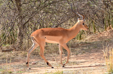 Young Sprinbok in namibia Africa antelope sunny