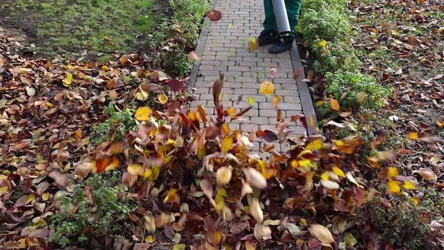 Unrecognizable man man take away dry autumn leaves using yard vacuum cleaner in the garden. Gardener clears leaves with a backpack blower. Low viewing angle.