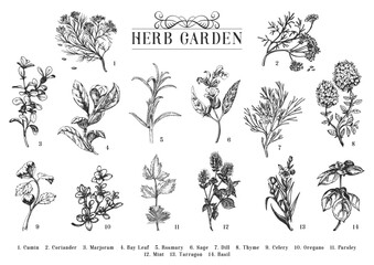 Herb Garden, set in vector, drawn illustrations
