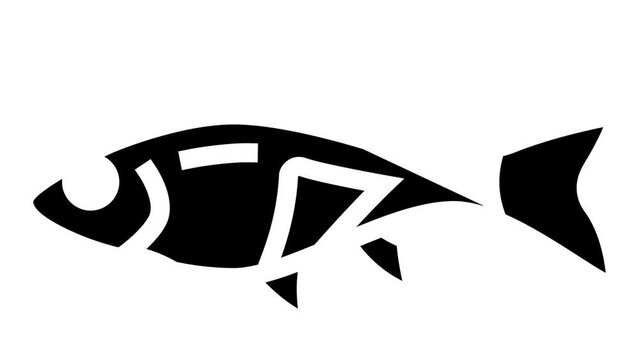 rasbora fish glyph icon animation