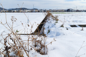 Snowfield in midwinter, dead grass with a lonely atmosphere