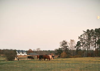 Fototapeta na wymiar Rural landscape panorama. Green meadow in the evening with trees and cows.