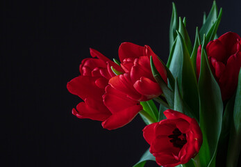 Fototapeta na wymiar colorful tulips background