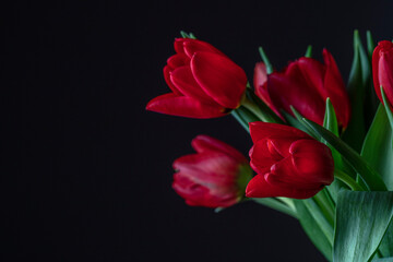 red tulips flowers 