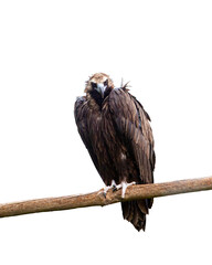 Image of eagle sitting on branch and attentively looking isolated over white background. Wildlife protection