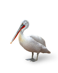 Obraz premium Image of pelican, bird isolated over white background. Nature protection