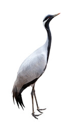 Side view full-length image of grey crane, bird isolated over white background