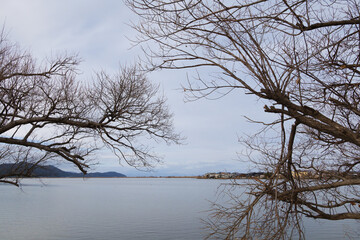 Fototapeta na wymiar Cold midwinter lake, eerily shaped dead tree