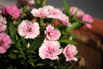 Dianthus plumarius (Garden Pink) flowers with green leaves : (pix SShukla)