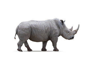 Side view image of big rhinoceros isolated over white background. Concept of wildlife protection