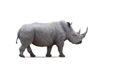 Foto op Plexiglas Side view image of big rhinoceros isolated over white background. Concept of wildlife protection © master1305
