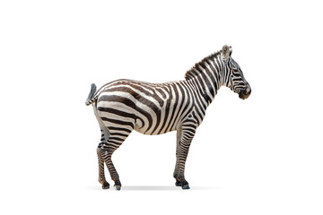 Fototapeta na wymiar Beautiful zebra isolated over white background. Side view image. Concept of animal, travel, zoo, wildlife protection