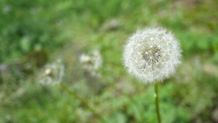 ふわふわしたタンポポ　