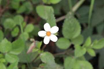 A little five petals white flower with green leaves background