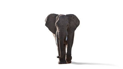 Fototapeta na wymiar Big grey elephant walking isolated over white background. Front view image. Wildlife protection