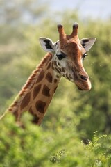 giraffe in the zoo