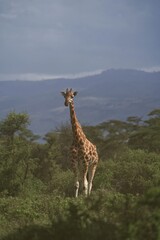 giraffe in the savannah