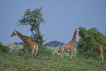giraffe in the savannah
