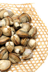 fresh raw Surf clam on white background