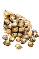fresh raw Surf clam on white background
