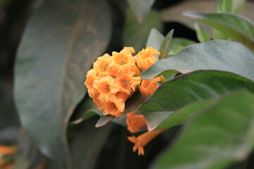 Bunch of orange color flowers with green leaves