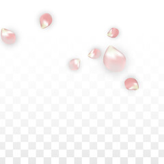 Pink Vector Realistic Petals Falling on Transparent Background.  Spring Romantic Flowers Illustration. Flying Petals. Sakura Spa Design. Blossom Confetti. Design Elements for Wedding Decoration.
