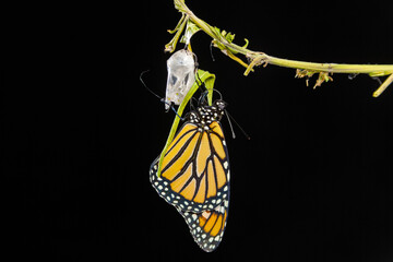 Newly emerged Monarch butterfly and chrysalis shell against black background
