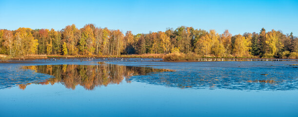 Panorama of swampy lake with lots of great egrets in autumn