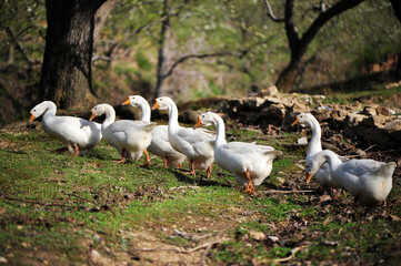 geese on the farm