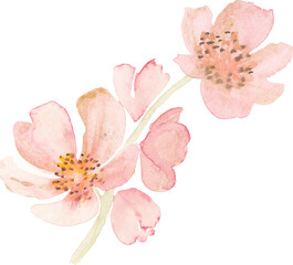 Watercolor pink sakura flower © TWINS DESIGN STUDIO