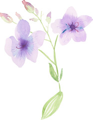 Fototapeta na wymiar Watercolor flower