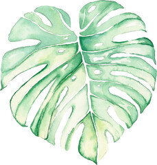 Watercolor monstera leaf  © TWINS DESIGN STUDIO