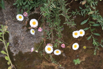 Colorful flowers with green algae background