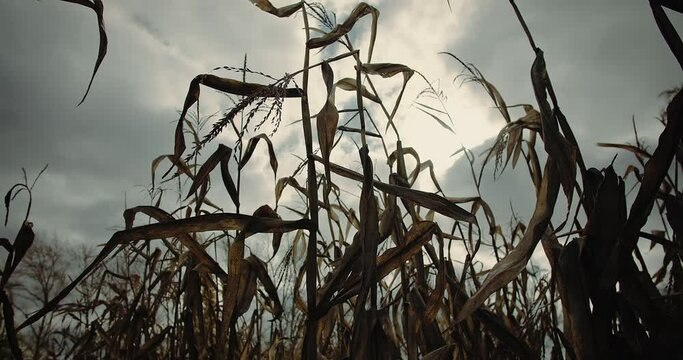 Withered dry corn stalks on maize field was damaged climate change, close up shot