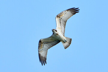 Osprey (Pandion haliaetus)