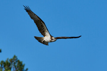 Osprey (Pandion haliaetus)