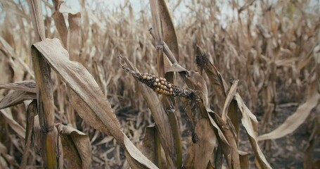 Damaged corn on the cob in cultivated field, food crisis in natural disaster