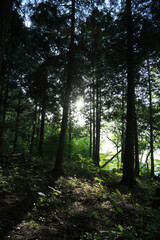 Fototapeta premium 森