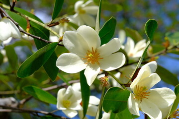 Michelia yunnanensis in full blooming