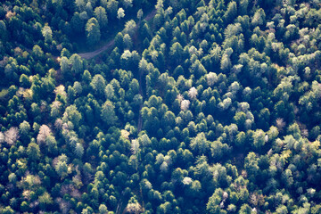 Trees from the sky