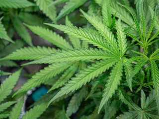 Indoor medical marijuana. Growing organic cannabis plants herb on the farm