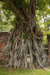 Mystischer Buddhakopf, eingewachsen über die Zeit in einem Baum in den Ruinen im UNESCO Weltkulturerbe in Ayutthaya, der früheren Hauptstadt vom Königreich Siam, in Thailand