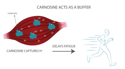 Infographic of how beta-alanine acts in muscles when carnosine is formed.captures H+.
