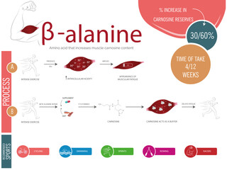 Infographic of how beta-alanine acts in muscles when carnosine is formed.