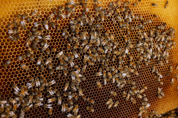 Selective focus on bees on honeycomb in countryside. Apriculture concept.