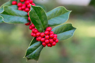 Ilex aquifolia Interior decoration for Christmas. Green Bush with red berries