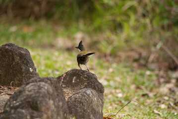 Eastern Whipbird in Queensland, Australia 