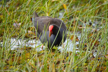 Purple swanphen on the edge of a lake in Queensland, Australia 