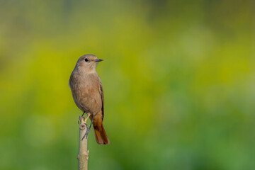 closeup of beautiful small wildlife bird in blur background, The black redstart is a small passerine bird in the genus Phoenicurus